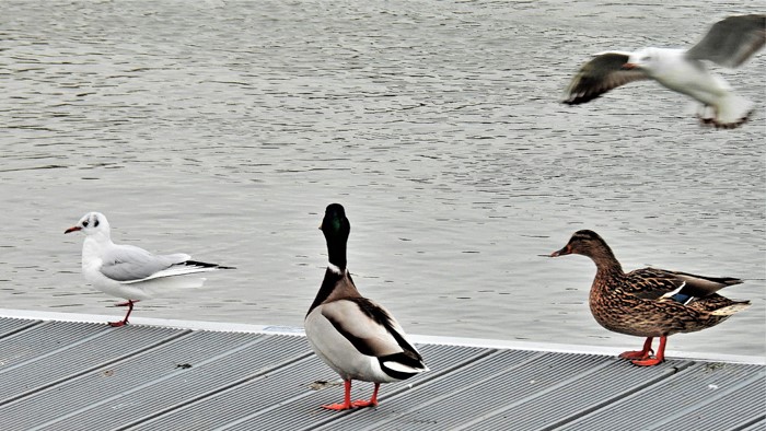 Flugverkehr am Landesteg des Rudervereins