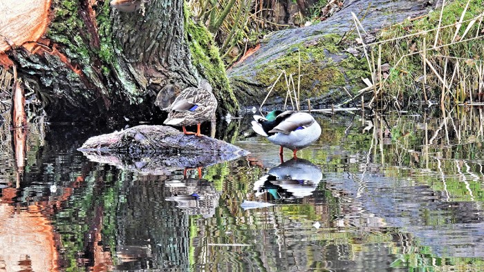 Spiegelungen schaffen fast abstrakte Bilder auf dem Seerosenweiher