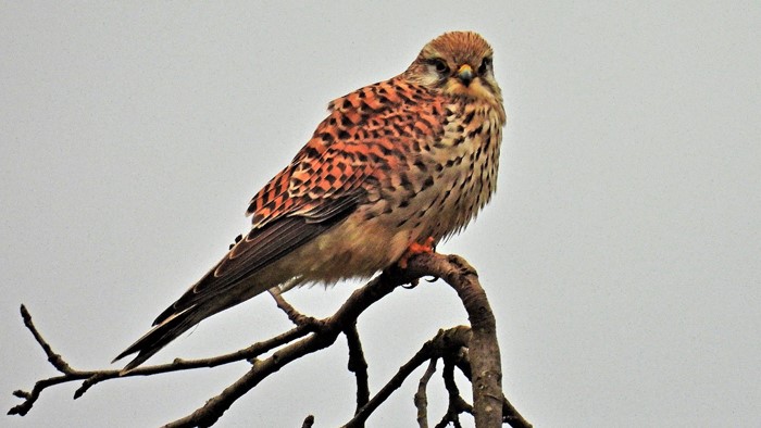 Der Turmfalke auf einem Apfelbaum im Feld