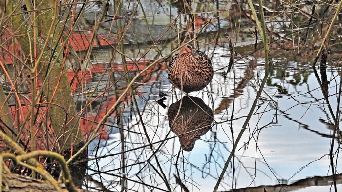 Einen sicheren Ruheplatz hat diese Ente auf der überfluteten Fläche vor dem Biberdamm gefunden