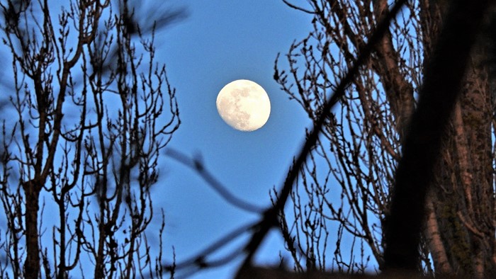 Noch ist der Mond, der zwischen den Pappeln steht, nicht ganz voll