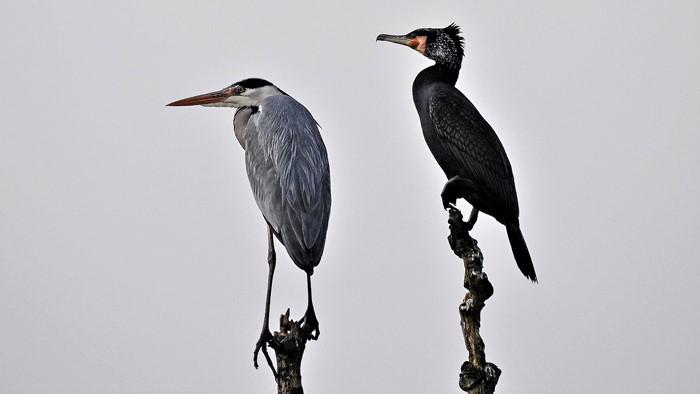Wie Pat & Patachon, der Reiher & der Kormoran