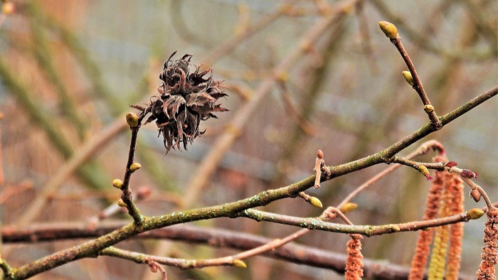 Ein alter Fruchtstand, Knospen, männliche und weibliche Blüten am Haselstrauch