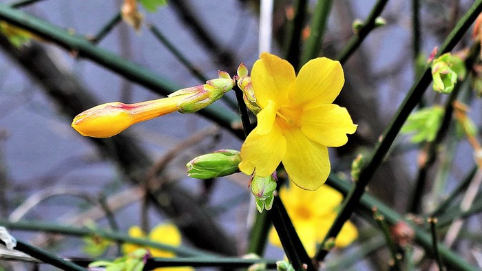 Der Winterjasmin nähert sich dem Ende seiner Blütezeit, doch noch immer öffnen sich Knospen