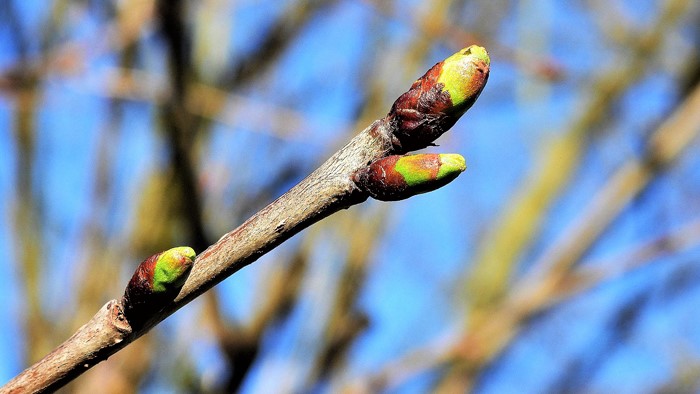 Der Frühling schickt die ersten Knospen voraus