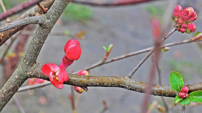 Die ersten Blüten der Japanischen Zierquitte