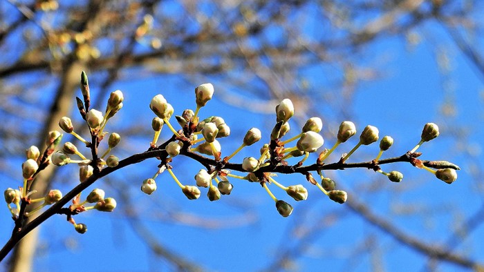 Die weißen Spitzen der Knospen verkünden eine weiße Blütenpracht 
