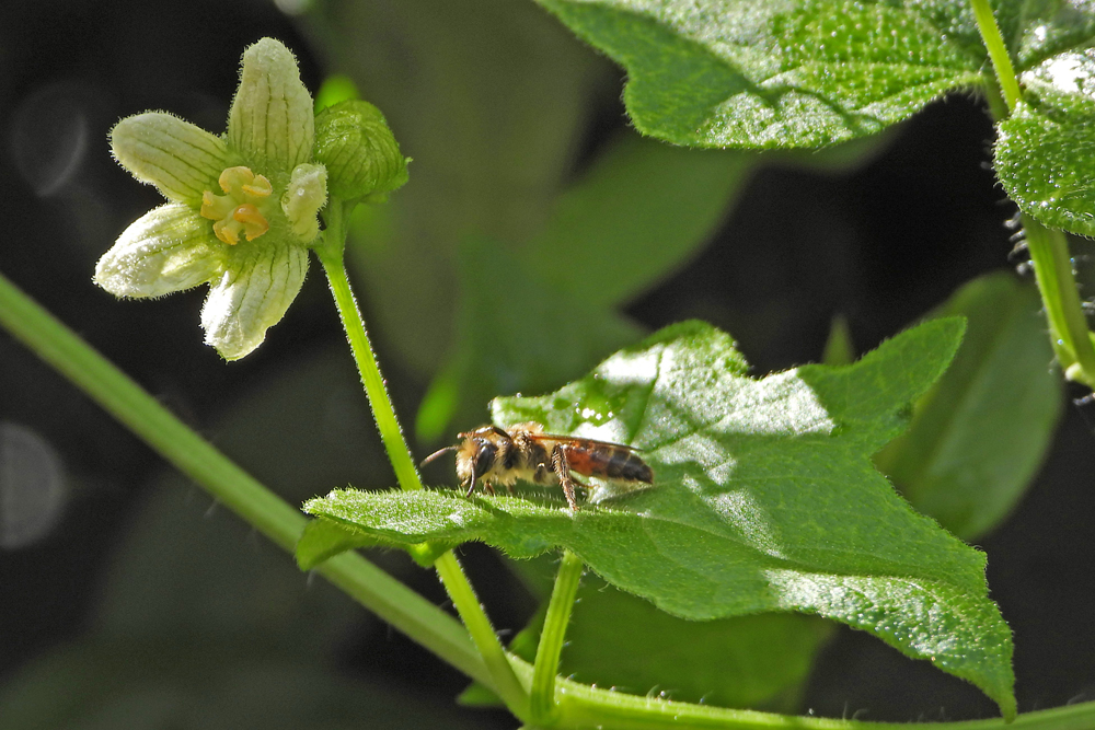 Eine Zaunrüben-Sandbiene auf dem Blatt der Zaunrübe mit Zaunrübenblüte