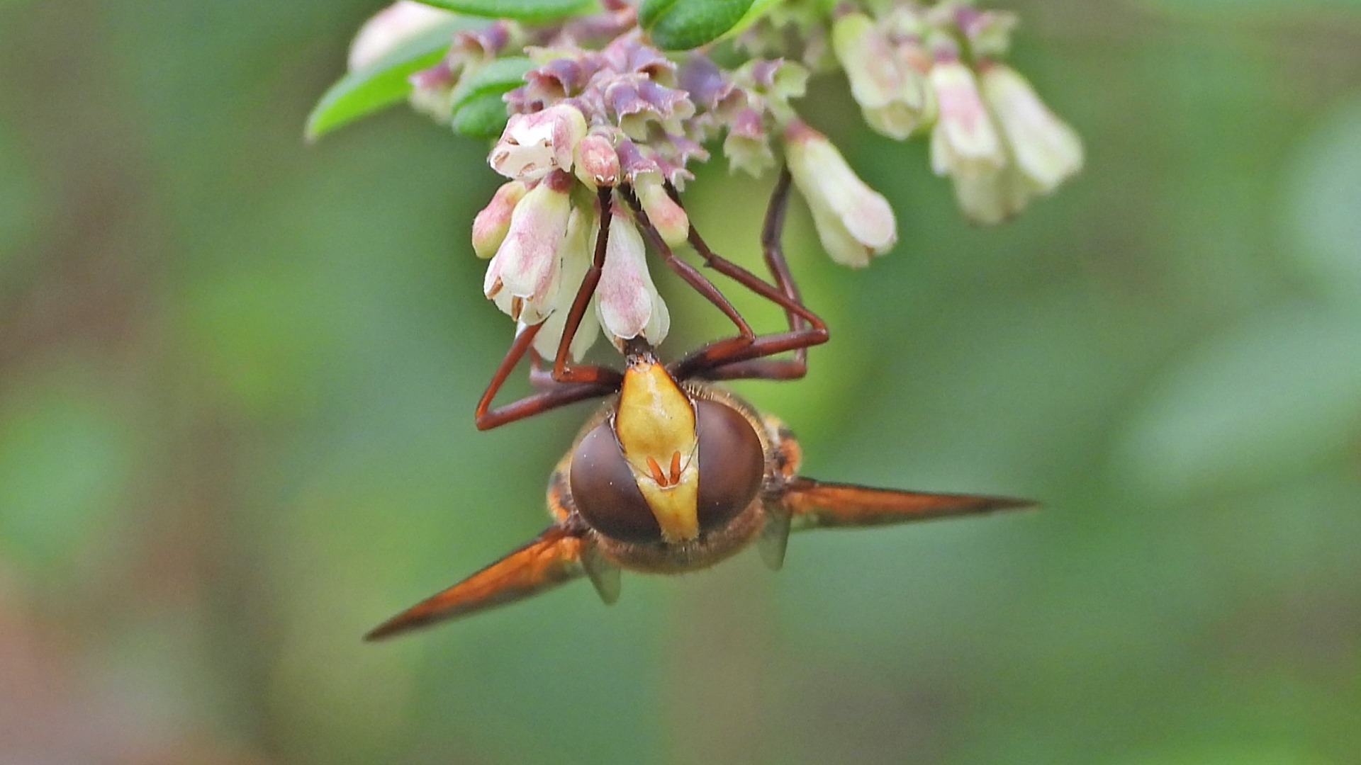 Portrait eine Hornissenschwebfliege