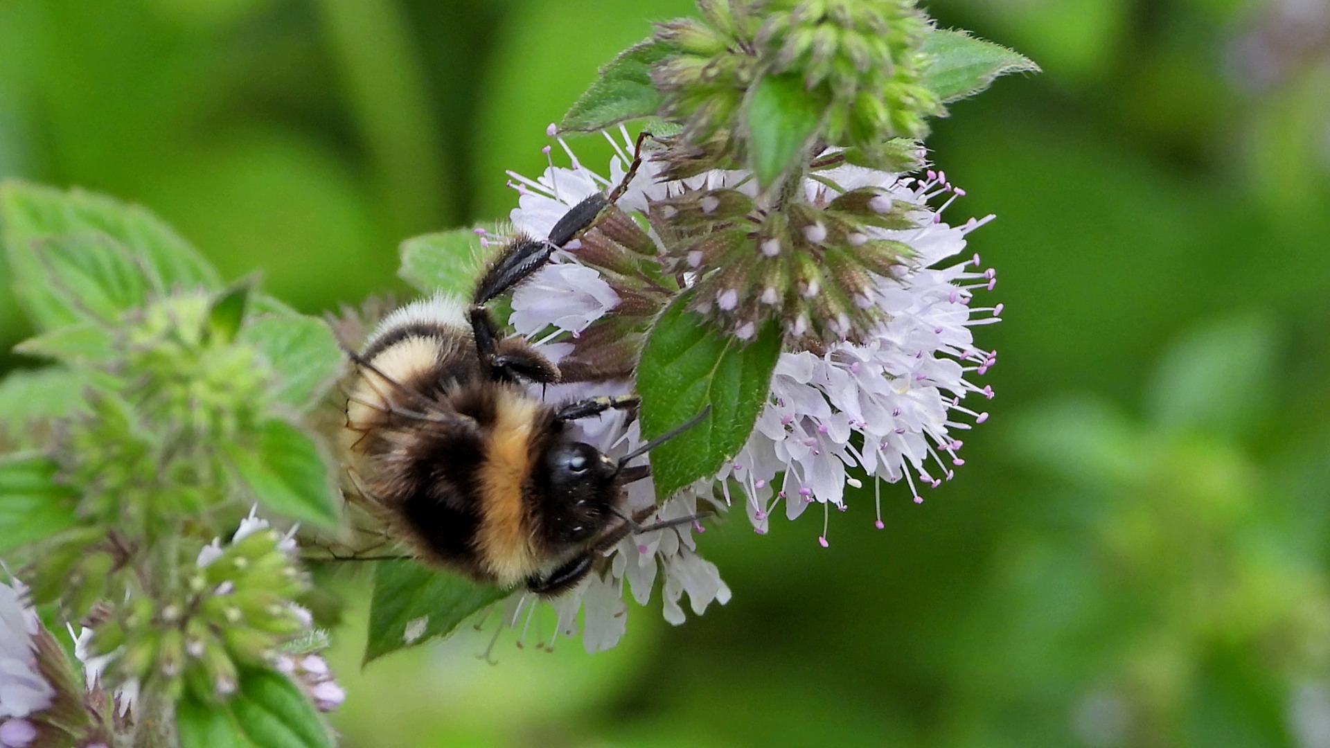 Eine Hummel auf den Blüten der Bach-Minze