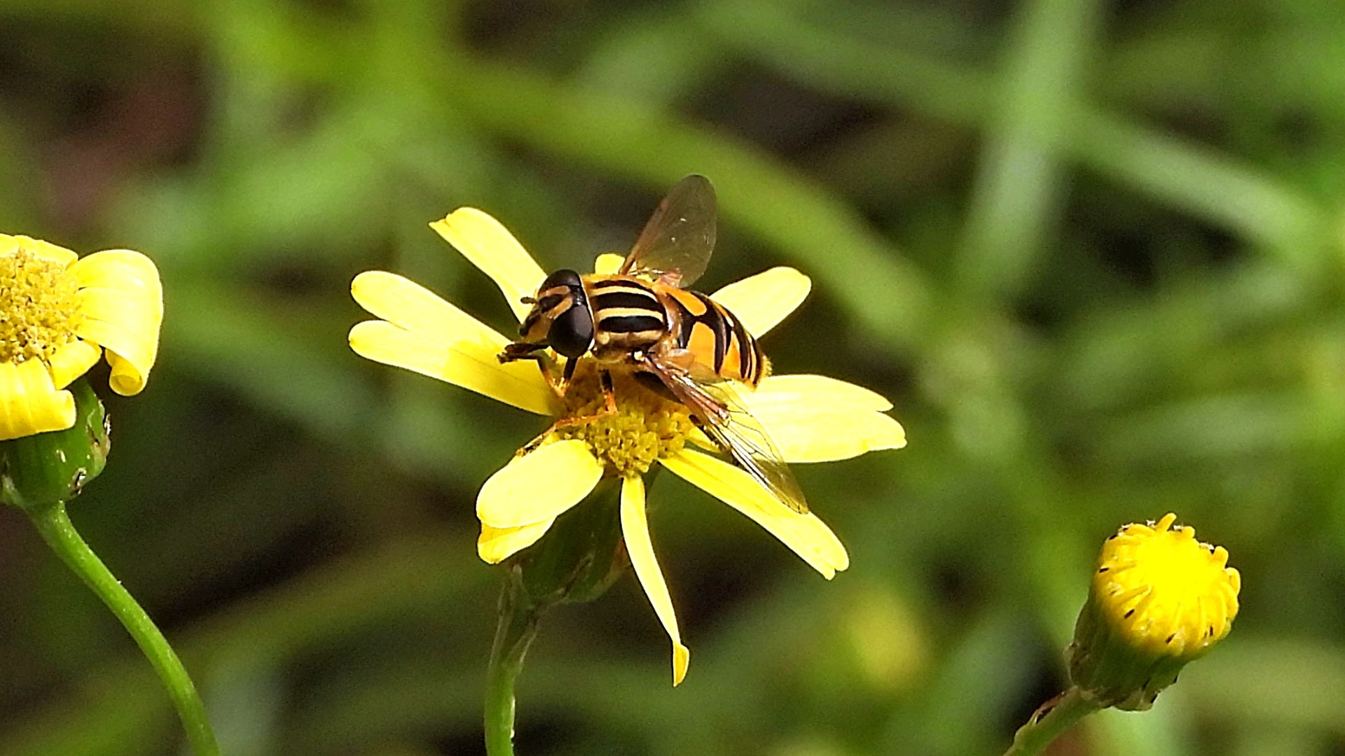 Eine Gemeine Sumpfschwebfliege auch Sonnenschwebfliege auf der Greiskrautblüte