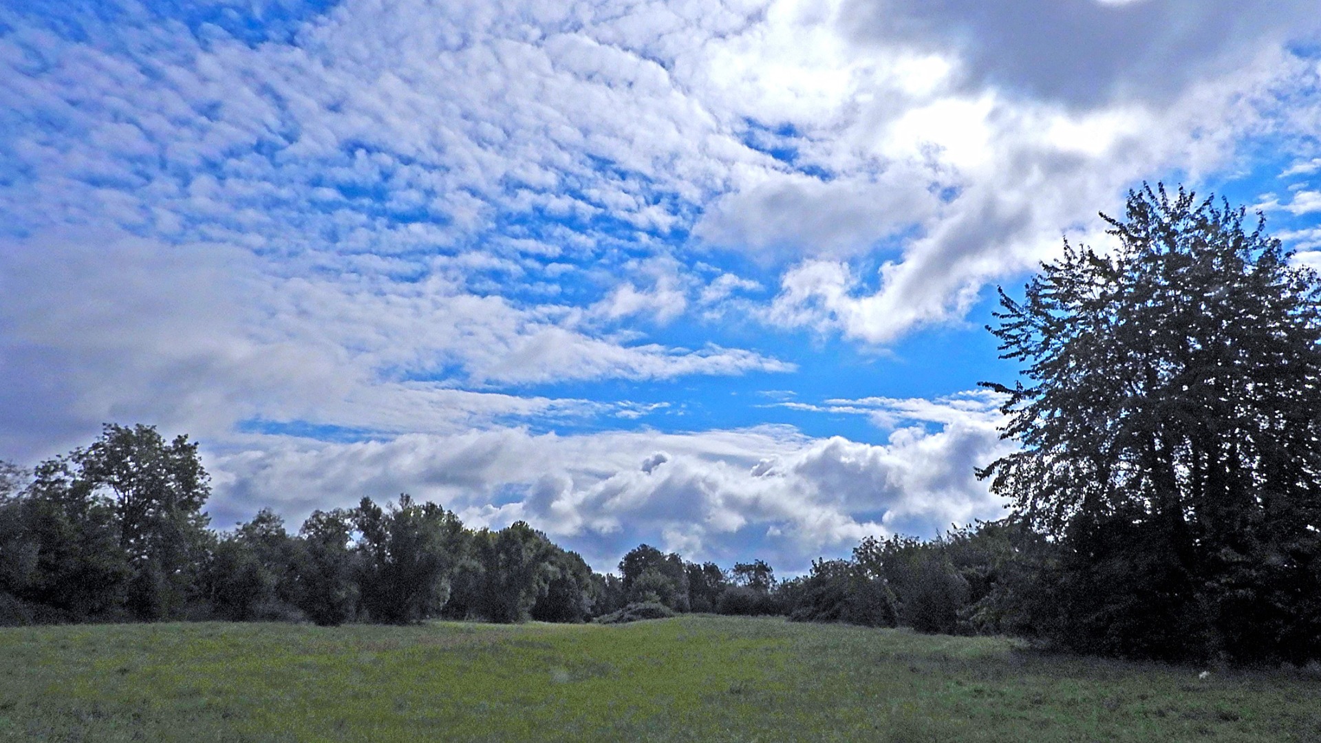 Die Wiese am Mainuferweg unter blau-weißem Himmel