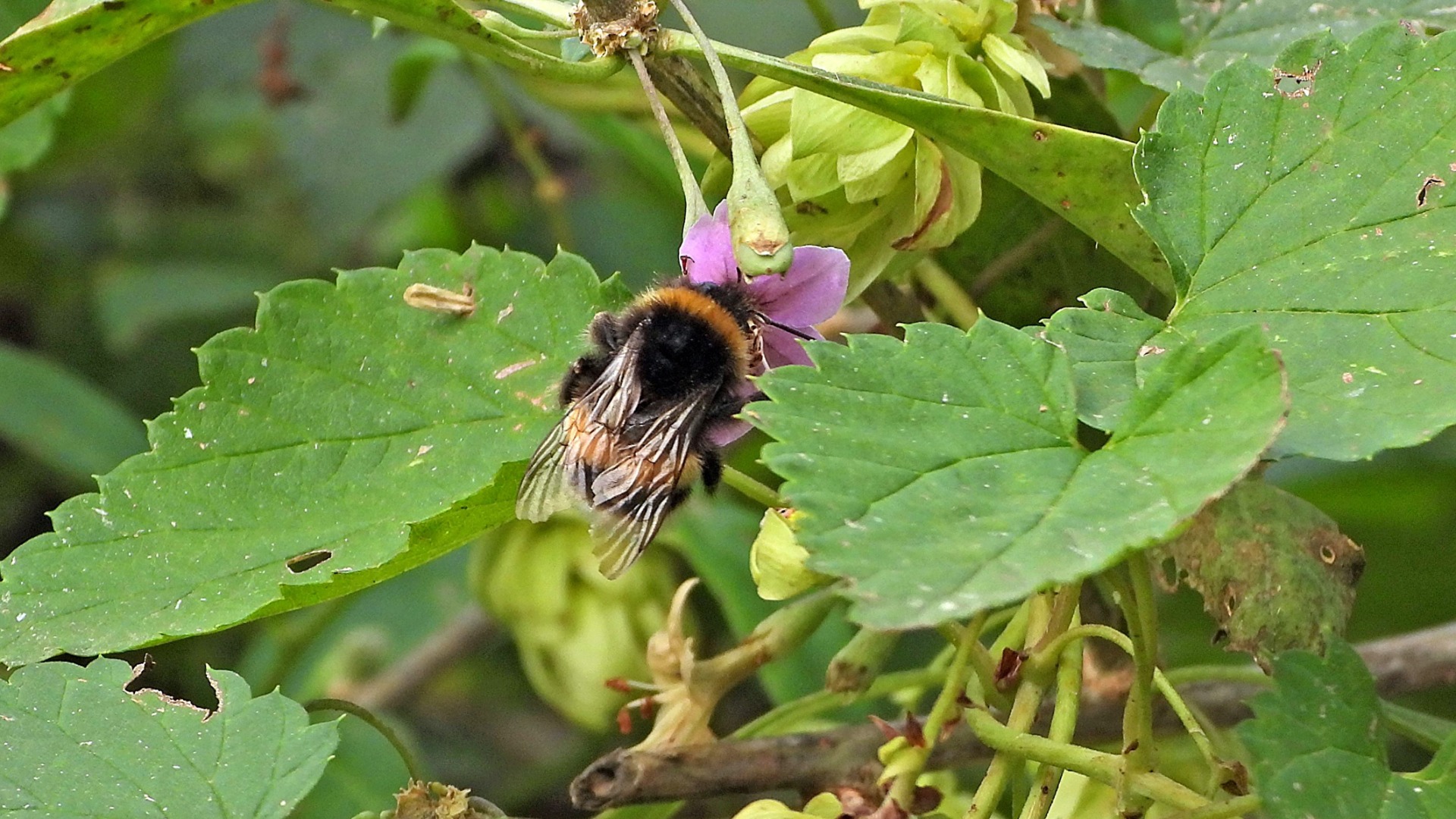 Eine Hummel auf Nahrungssuche ist bei der Bocksdorn-Blüte fündig geworden