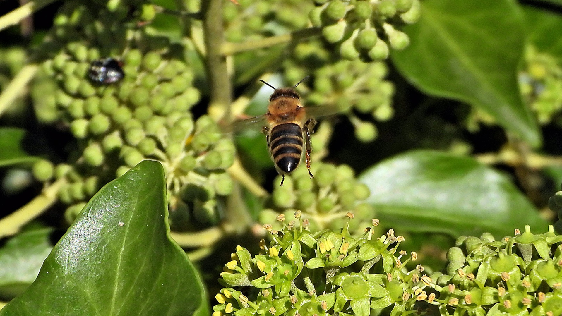 Eine Honigbiene fliegt vom blühenden Efeu ab