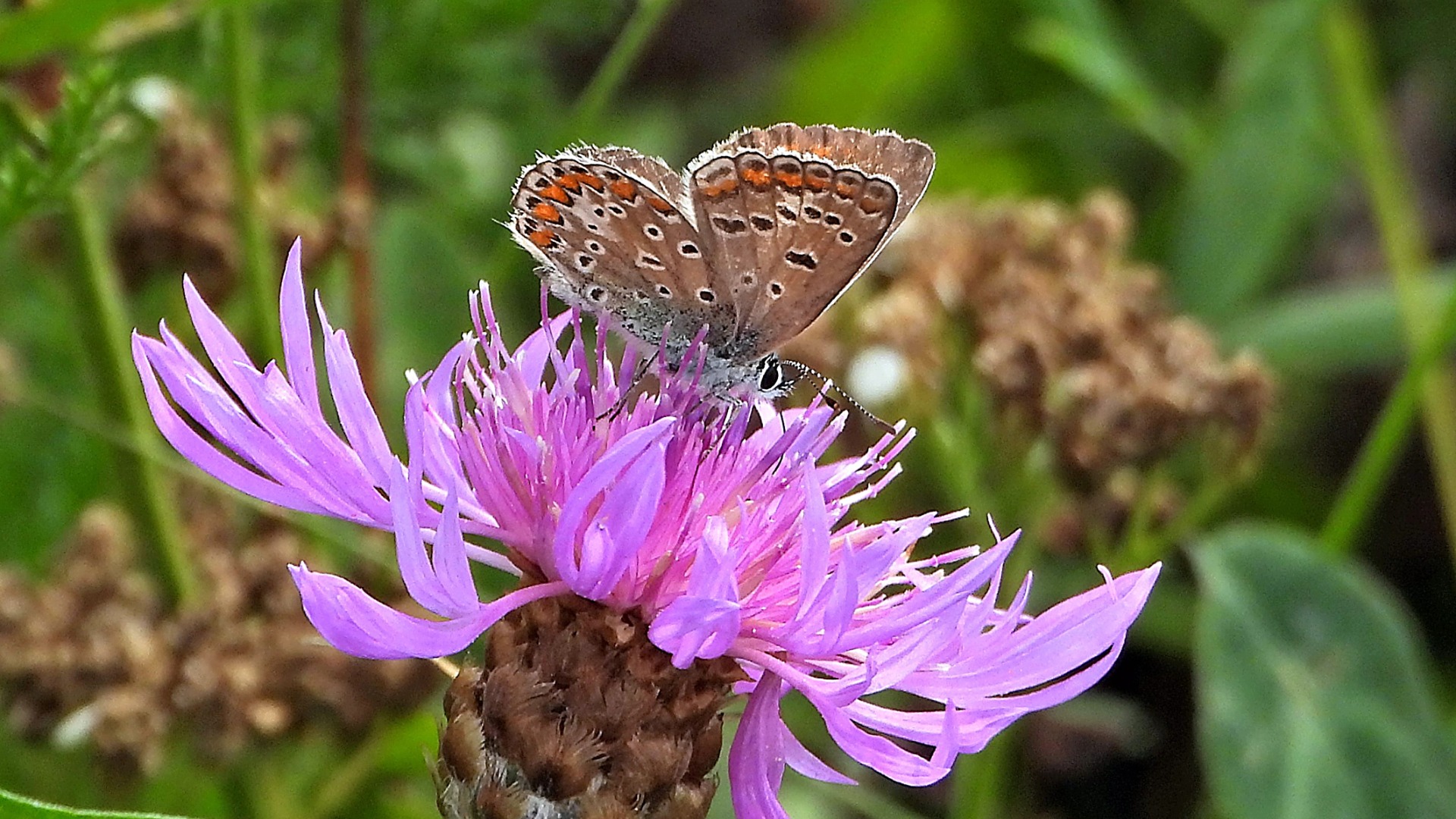 Ein Hauhechel Bläuling auf der Blüte der Wiesen-Flockenblume