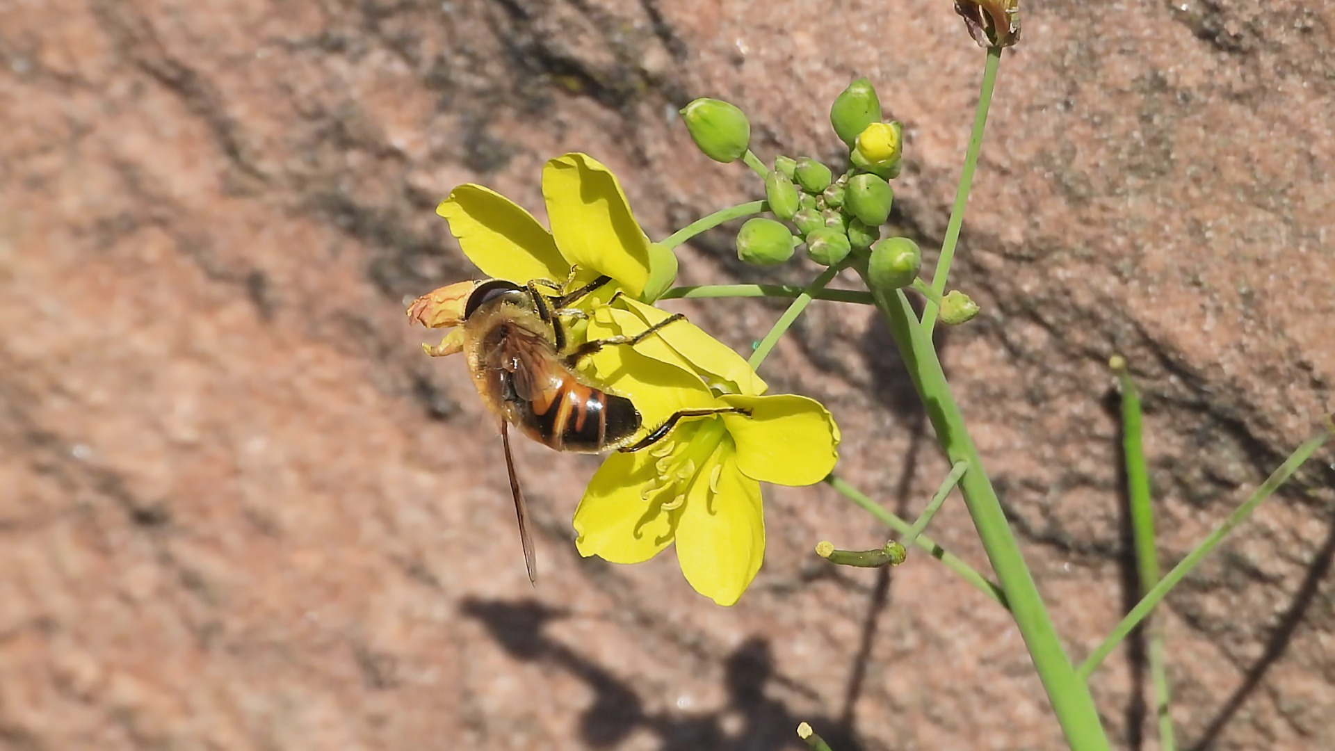 Eine Mistbiene besucht die Rucola-Blüte