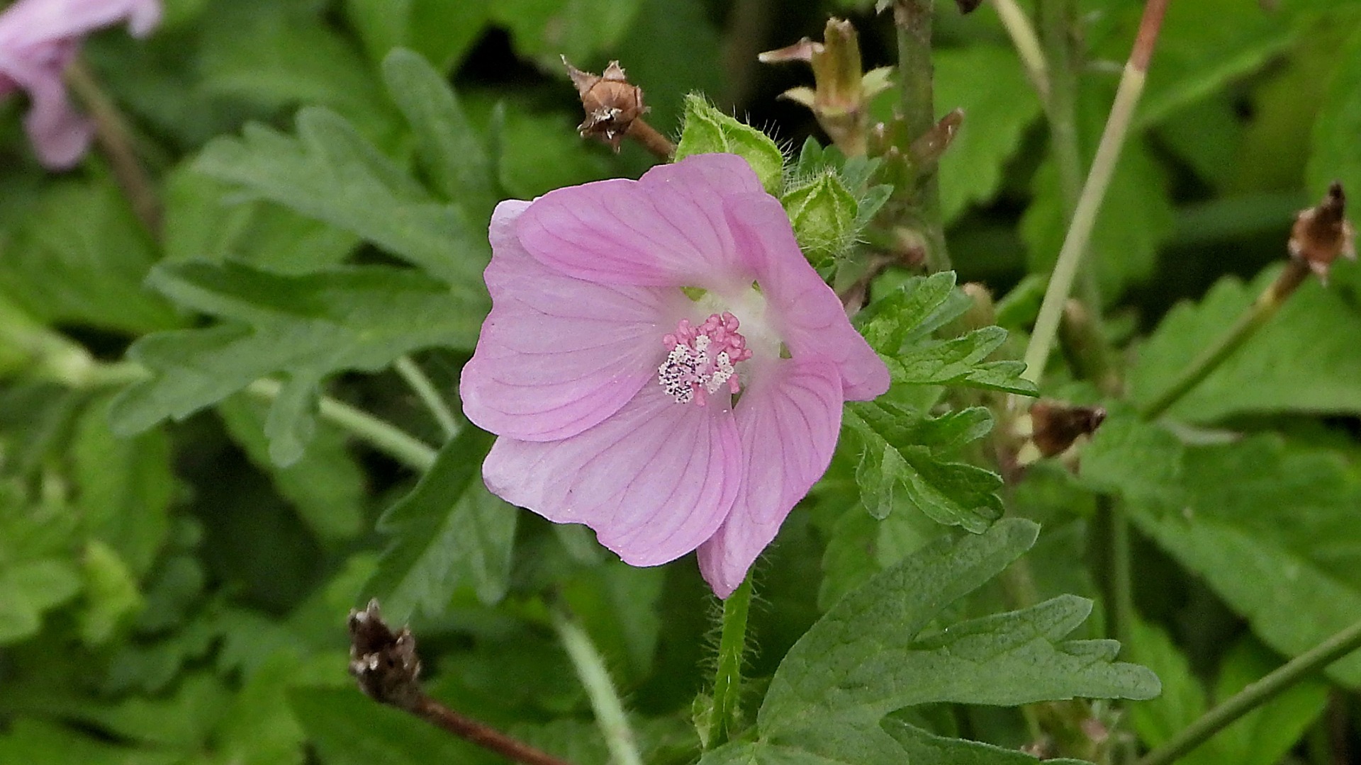 Die Malve erfreut uns bis in den späten Herbst mit ihren Blüten