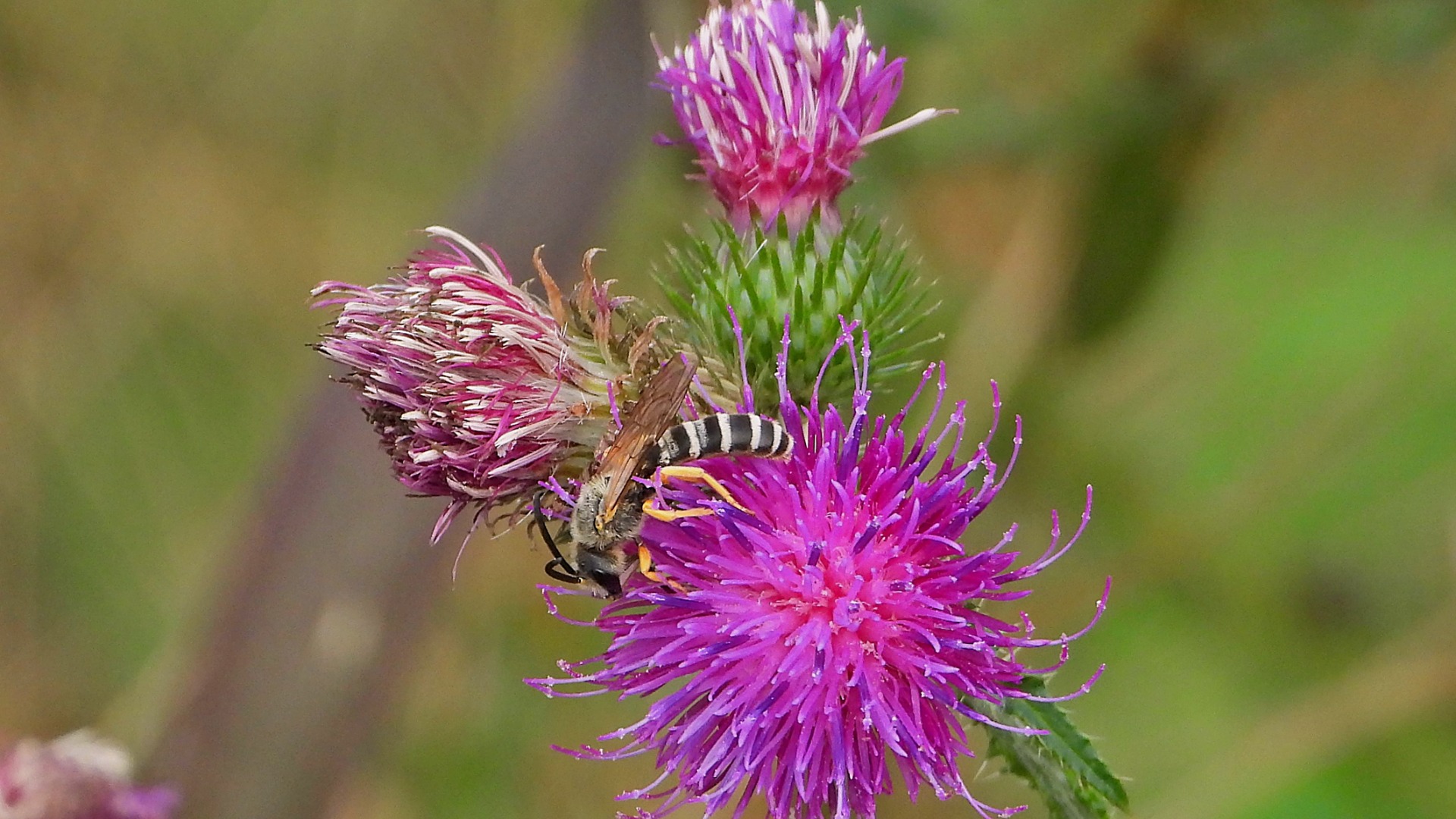 Für die Gelbbindige Furchenbiene ist die Distelblüte eine willkommene Nahrungsquelle