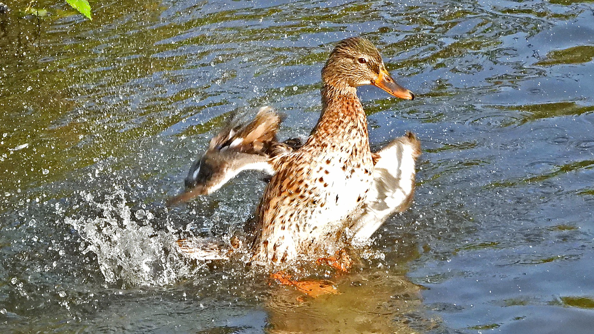 Die Ente spritzt kräftig beim Morgenbad