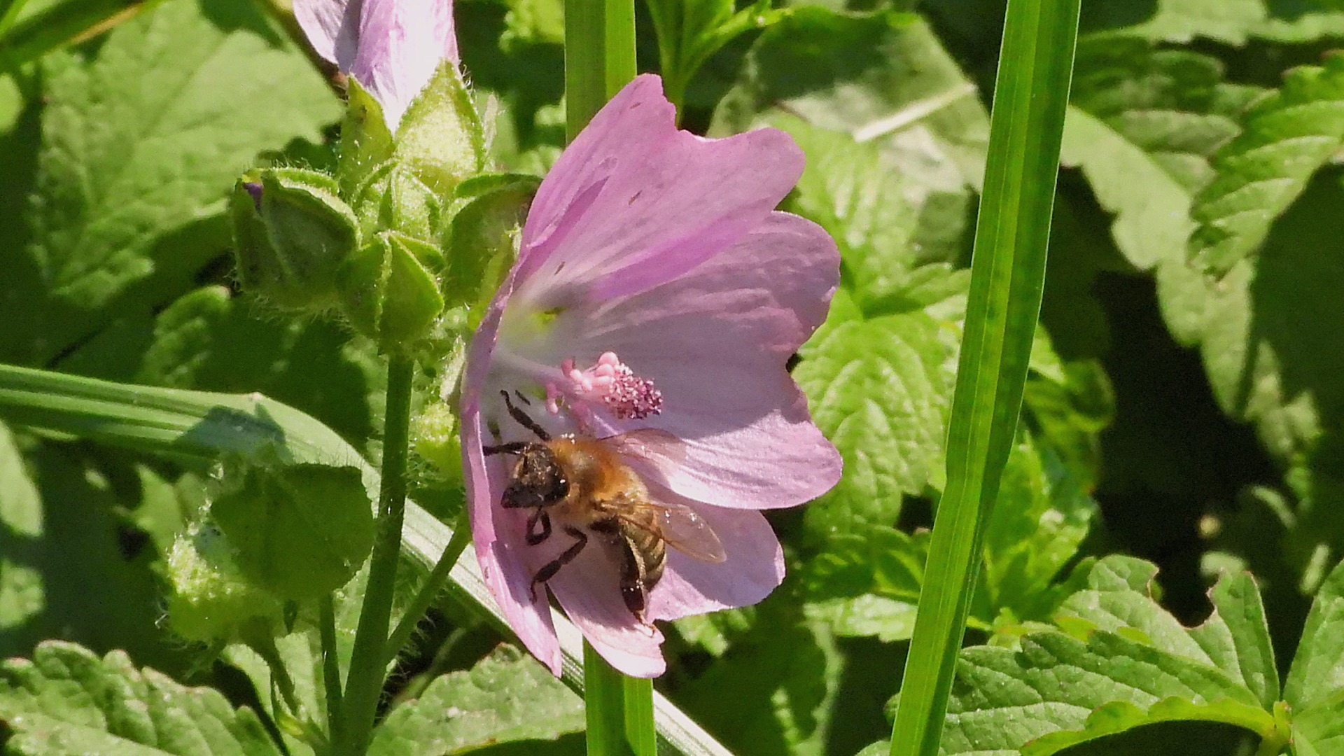 Der Schatten des Fotografen hat die Biene in der Malvenblüte sichtlich irritiert
