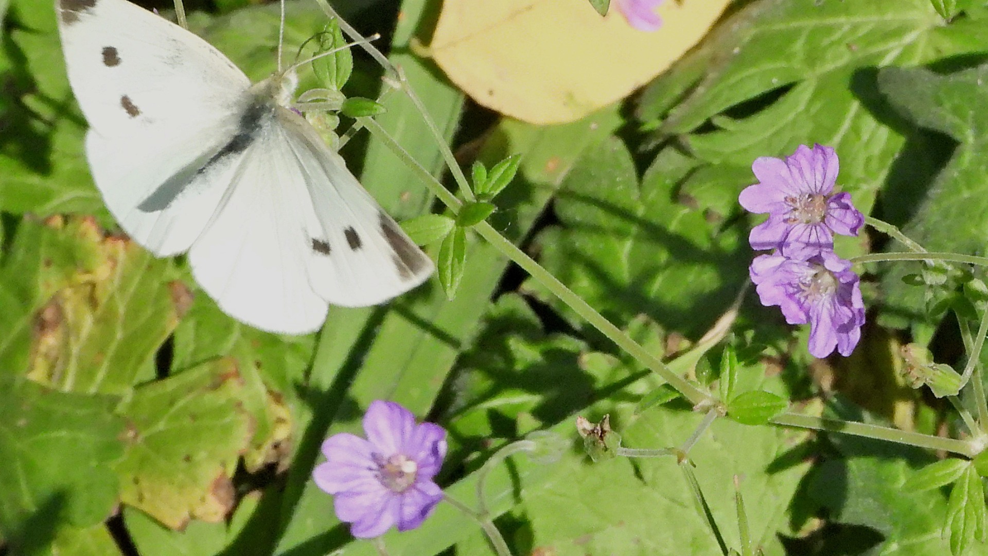 Der Kohlweißling ist von einer Blüte zur nächsten unterwegs