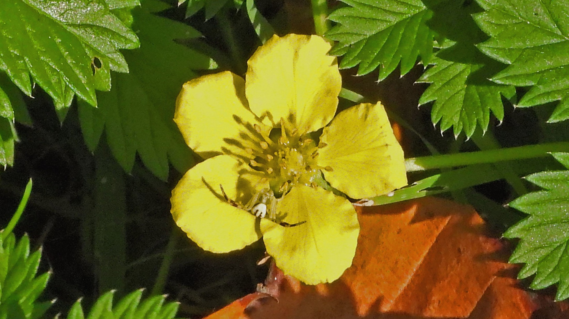 Die Krabbenspinne ist in der Blüte des Kriechenden Fingerkrauts kaum zu erkennen