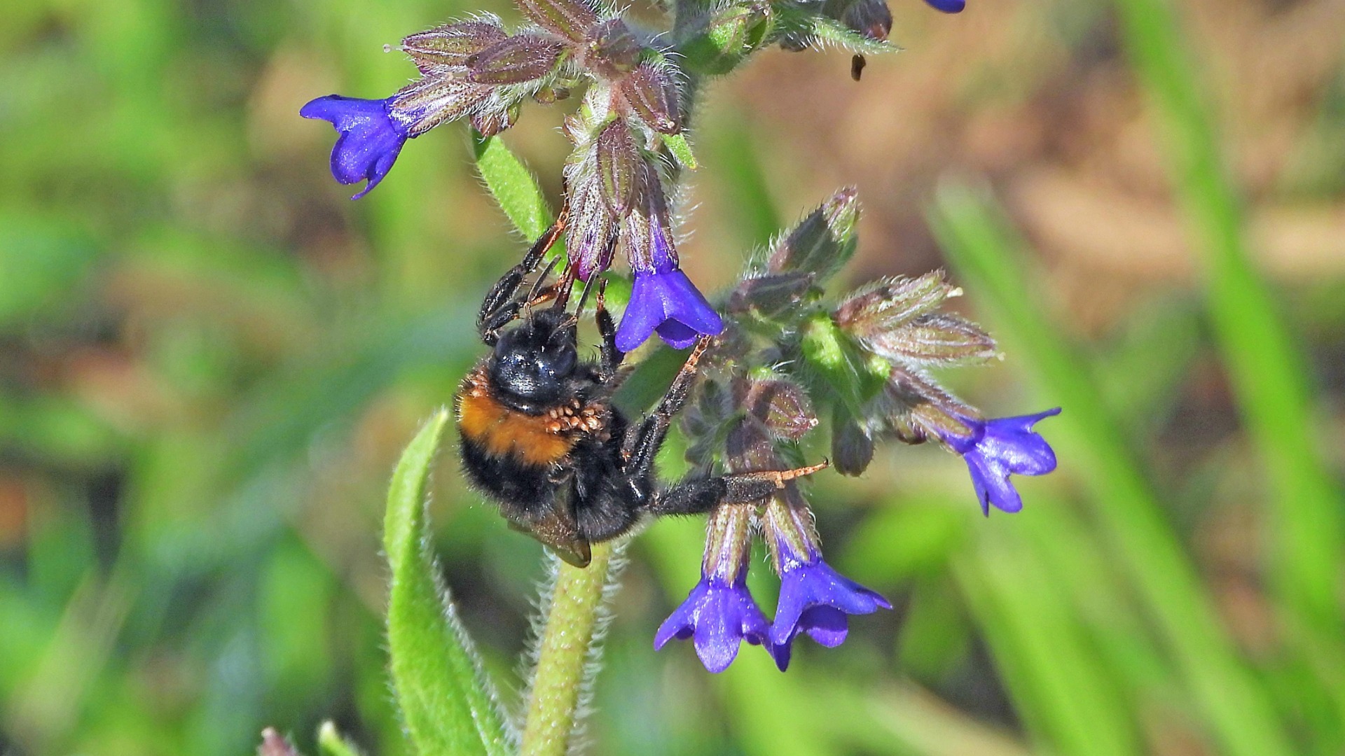 Eine Hummel besucht die kleinen Blüten der Ochsenzunge